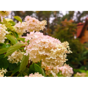 Hortenzia metlinatá (Hydrangea paniculata) ´ROMANTIC ACE´® -  výška 30-50 cm, kont. C3L